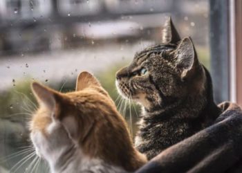 6-9-апрелде тоолуу райондордо сел жүрүшү мүмкүн