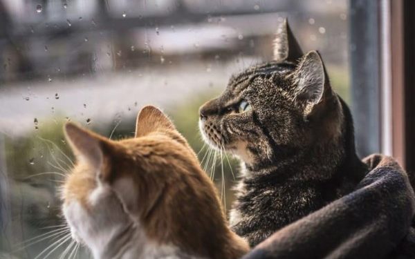 6-9-апрелде тоолуу райондордо сел жүрүшү мүмкүн