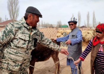 Ак-Талаанын тургуну атасынын ашына союлчу уйду жалгыз бой энеге берди