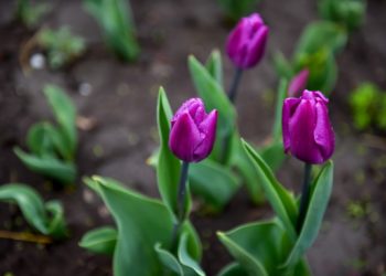 🌷 Бишкек жоогазындар кучагында… Сүрөттөр топтому