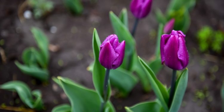 🌷 Бишкек жоогазындар кучагында… Сүрөттөр топтому