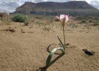 Чөлдө өскөн кызгалдак. Ал апрель айында Казакстанда гүлдөйт