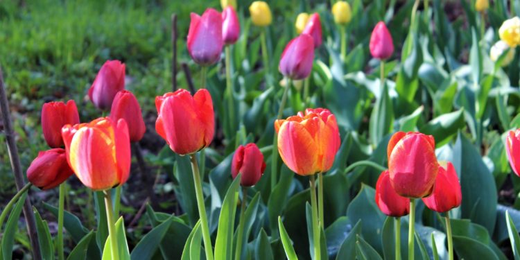 Бишкектеги Ботаникалык бакта жоогазындардын фестивалы өттү (сүрөттөр)