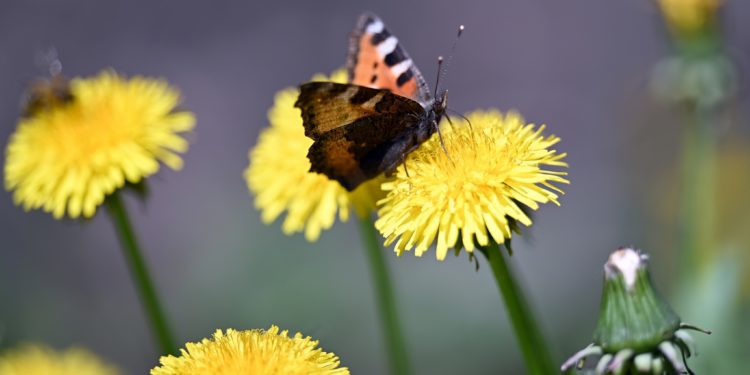 Жазгы Бишкек. Президенттин фотографынан сүрөттөр