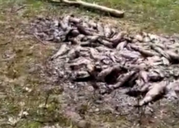 Чүйдө айылдын четине өлгөн балыктарды таштаган киши табылып, кечирим сурады