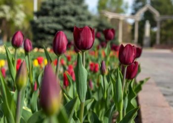 23-апрелге карата өлкөдө күтүлгөн аба ырайы