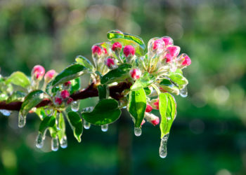 Шашылыш билдирүү! Дыйканчылык аймактарда үшүк жүрөт