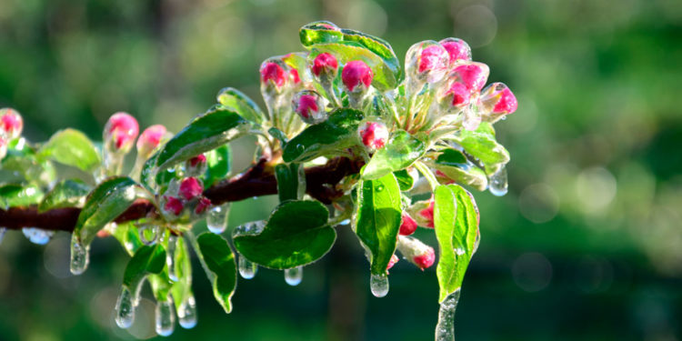 Шашылыш билдирүү! Дыйканчылык аймактарда үшүк жүрөт