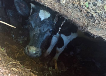 Кара-Кулжада куткаруучулар дааратканага түшкөн уйду алып чыгышты