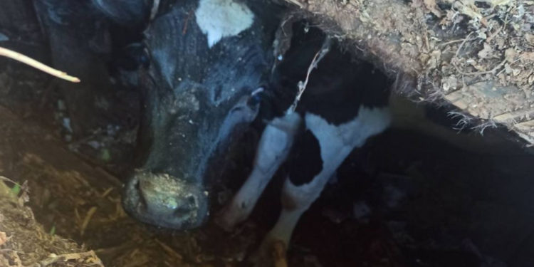 Кара-Кулжада куткаруучулар дааратканага түшкөн уйду алып чыгышты