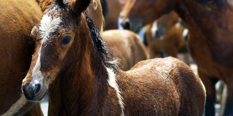 Нарында 50 баш тай, 16 баш кунан саткан жаран 1 миллион сомдон ашык акчага алданып калган. Окуянын чоо-жайы