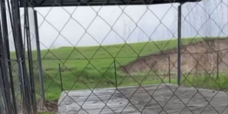 Казакстанда иттер жоголо баштаган. Үрөй учурган видео жарыяланды