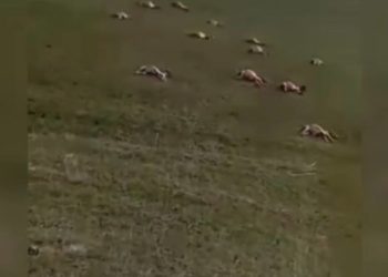 Аксыда талаада териси сыйрылган эшектер боюнча териштирүү башталды