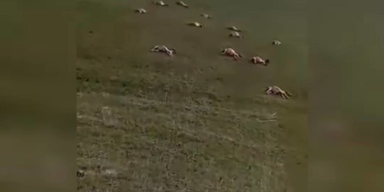 Аксыда талаада териси сыйрылган эшектер боюнча териштирүү башталды