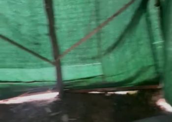 «2 айдан бери 5 балам менен талаада чатырда жашап жатам» деген келин жардам сурайт