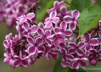 5-апрелге карата өлкөдө күтүлгөн аба ырайы