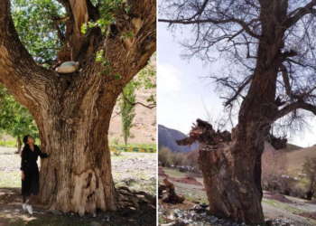 «12 адамдын кучагы жетпеген даракты кыйып, ордуна тай казан курганы жатышат» дейт журналист