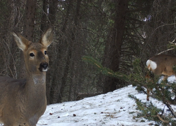 Бугу, марал, элик, каман, сүлөөсүн… Чоң-Кеминде фототузакка түшкөн жапайы жаныбарлардын видеосу