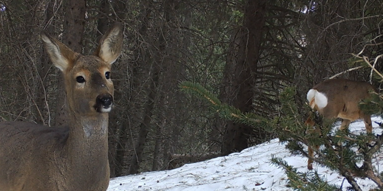 Бугу, марал, элик, каман, сүлөөсүн… Чоң-Кеминде фототузакка түшкөн жапайы жаныбарлардын видеосу