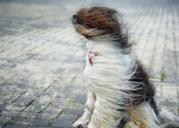 Шашылыш билдирүү! Бишкек жана Чүйдө катуу шамал болот