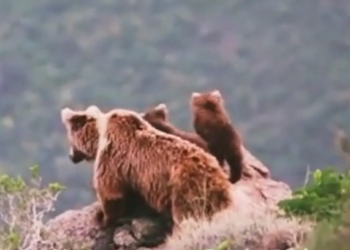 Жалал-Абаддагы коруктагы аюу мамалактары менен (видео)