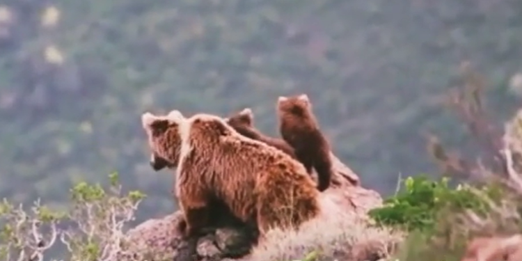 Жалал-Абаддагы коруктагы аюу мамалактары менен (видео)