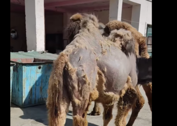 «Дайыма ачка, кир». Каскадёр Асланайым Аширова цирктеги жаныбарлардын абалын көрсөттү