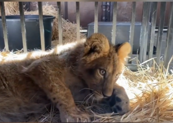 Караколдогу зоопаркка эки арстандын баласын байлап кетишкен (видео)