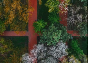 Жаандан кийинки Бишкектеги Эркиндик бульварынын кооздугу (видео)