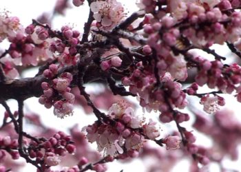 Бүгүн түнү Чүй, Талас, Ош, Жалал-Абад, Баткен облустарында үшүк жүрөт