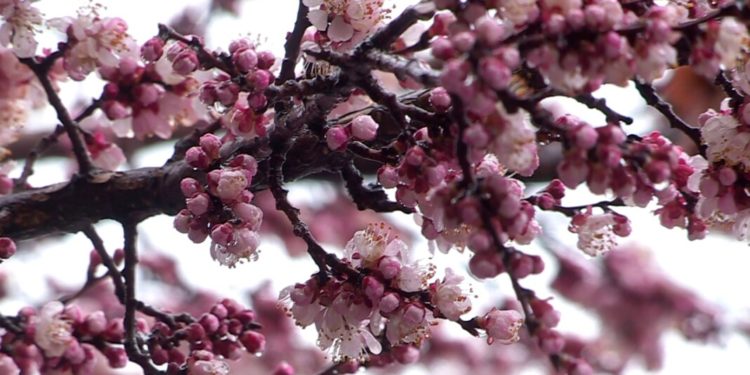 Бүгүн түнү Чүй, Талас, Ош, Жалал-Абад, Баткен облустарында үшүк жүрөт