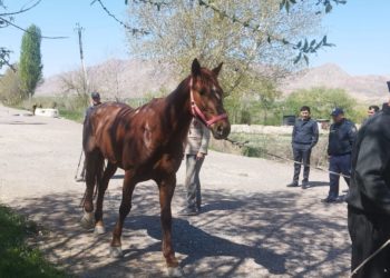 Баткенде түнкүсүн тажик тарапка кирип кеткен жылкы ээсине кайтарылды