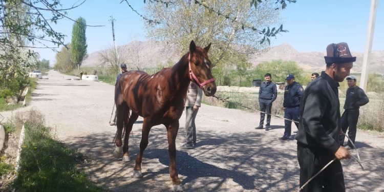 Баткенде түнкүсүн тажик тарапка кирип кеткен жылкы ээсине кайтарылды
