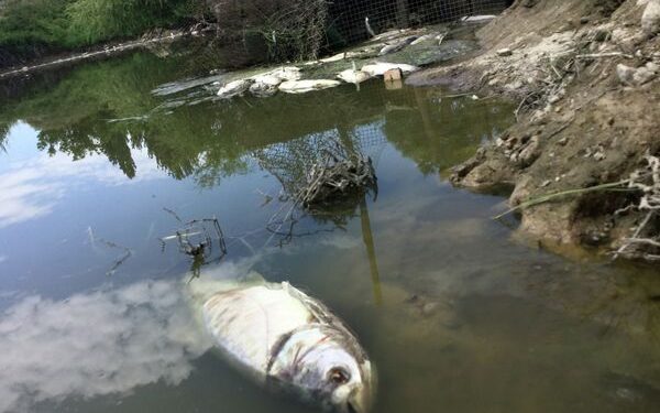 «Жебей тургула». Чүй дарыясындагы балыктардын өлүп жатканы боюнча министрлик үн катты