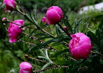 23-майга карата өлкөдө күтүлгөн аба ырайы