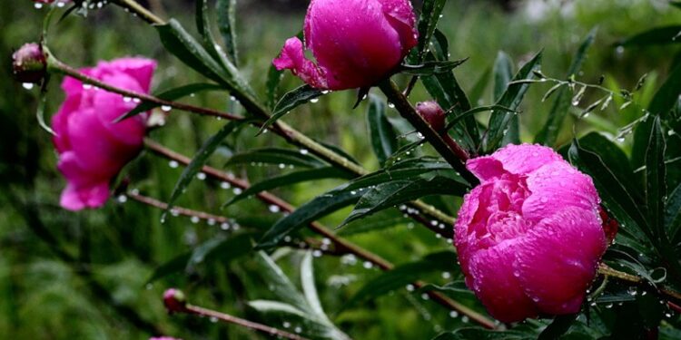 23-майга карата өлкөдө күтүлгөн аба ырайы