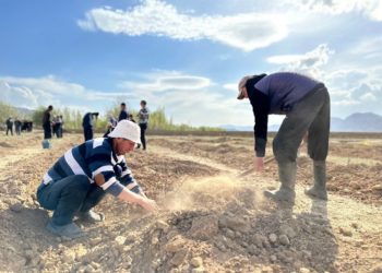 Ак-Талаада 5 гектар жер тилкесине 6 миңге чукул чычырканак көчөтү тигилди