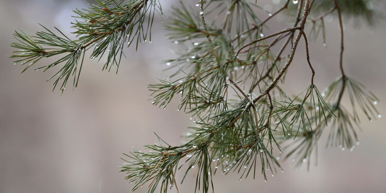 22-майга карата өлкөдө күтүлгөн аба ырайы