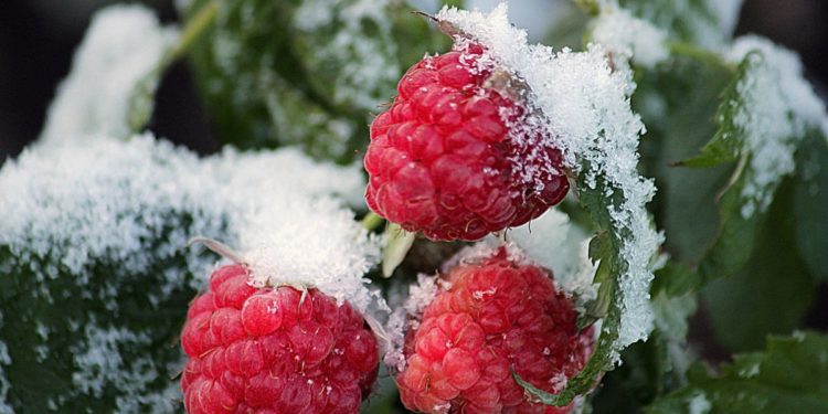 «Кулпунай, малинаны үшүк уруп, «шок» болуп жатат». Ишкер демейдегиден суук жаздын дыйканчылыкка тийгизген кесепетин санады