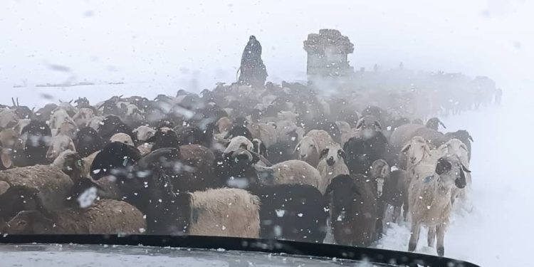 Ат-Башыда жааган кардын кесепетинен 2 уй, 3 музоо, 15 кой тоңуп өлгөн