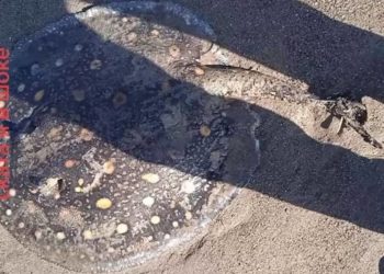 «Балдар Чоң Чүй каналынан скат табышкан» деген видео тарады