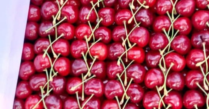 Кадамжайда кокон гилас бышып, дүң баасы 300-350 сом болуп жатат