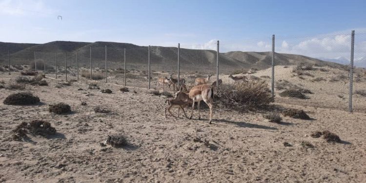 Кыргызстанда жок болуп кетип, коңшу өлкөдөн алып келинген жейрендер 5 улактуу болду