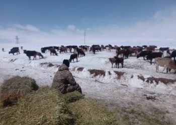 Ат-Башы районуна өзгөчө кырдал режими киргизилди