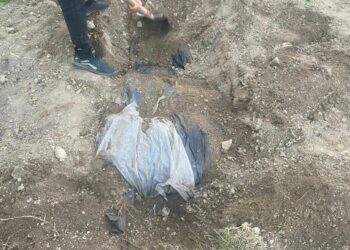 Токтогулда жаран үйүнүн короосундагы көмүлгөн мүшөктөр чыгарылгандан кийин кармалды