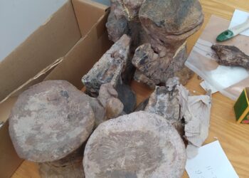 Кыргызстанда динозаврлардын калдыктары табылды (сүрөт)