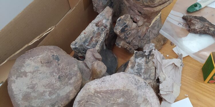 Кыргызстанда динозаврлардын калдыктары табылды (сүрөт)