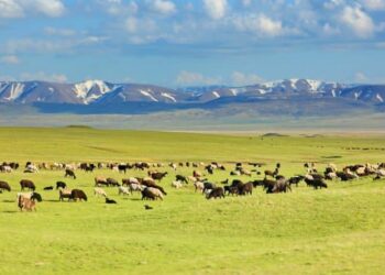 Дайырбек Орунбеков: «Садыр Жапаров малга салык киргизүү демилгесин колдобойт»