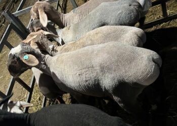 «Кой, эчки 100, бодо мал 250 сом». Малга салык салуу боюнча мыйзам долбоор коомдук талкууга коюлду