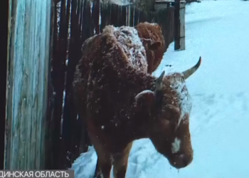 А сен дагы эле жүрөсүң! Казакстандагы уй Vogue мода журналынын бетине чыкты (видео)